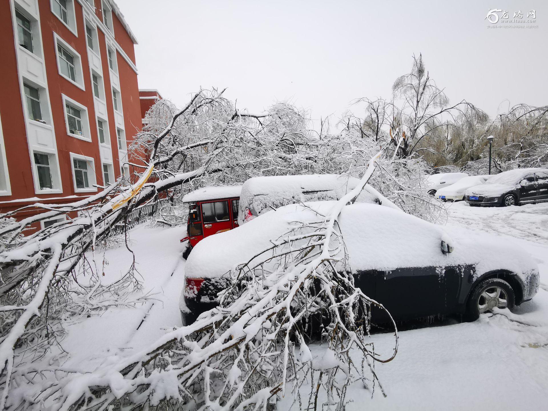 河南大范围降雪下周初抵达！郑州预计有大雪-大河新闻