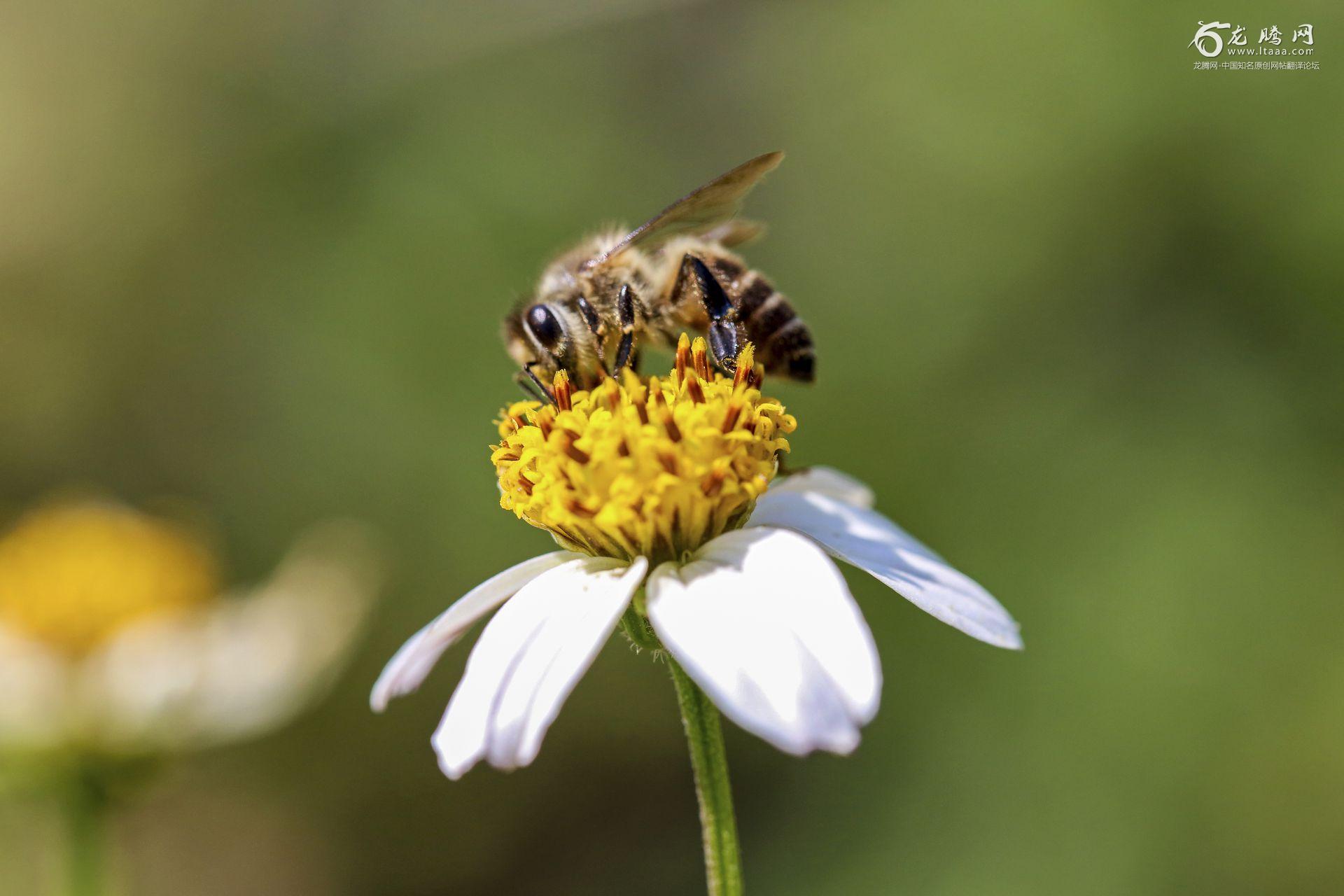 春天的蜜蜂采花 - 免费可商用图片 - cc0.cn