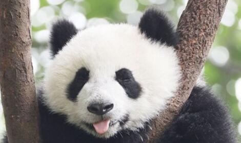 我想养只熊猫当宠物，能实现吗?