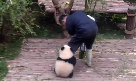 熊猫幼崽非要抱饲养员大腿，不让抱就耍赖（下篇）