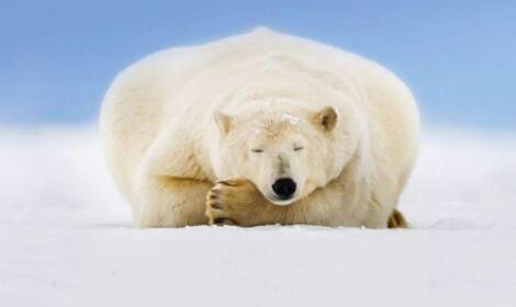 熊可以冬眠 人为什么不行 特殊氨基酸是关键