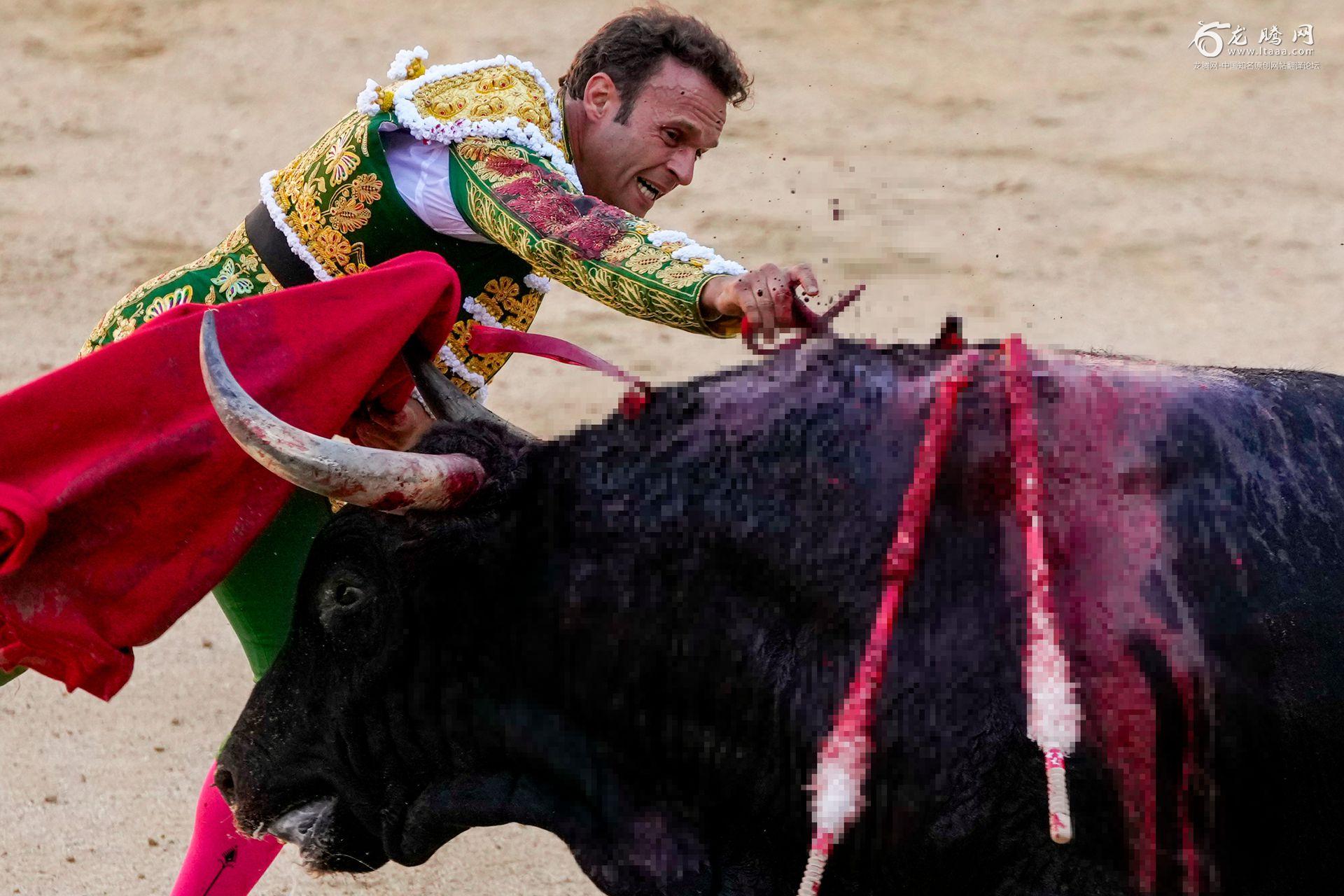 血腥的西班牙斗牛表演公牛被长剑刺死画面残忍 