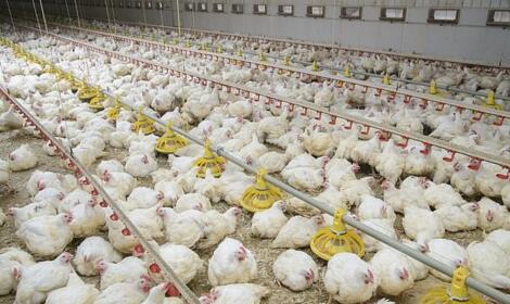 在英國創紀錄的熱浪中，數百萬工廠化農場的雞死在45攝氏度的悶熱雞棚里
